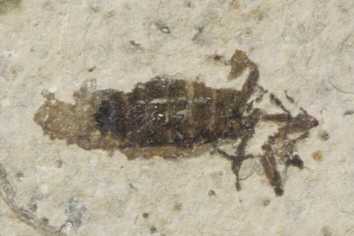 Fossil March Fly (Plecia) - Green River Formation #154502